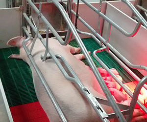Instalaciones porcinas y aumento de productividad en su granja