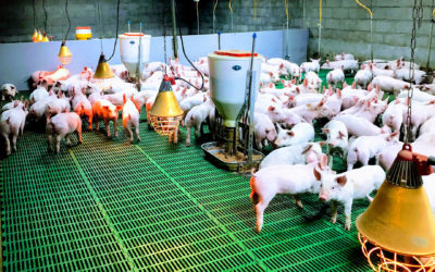 Manejo de cerdos en granjas tecnificadas