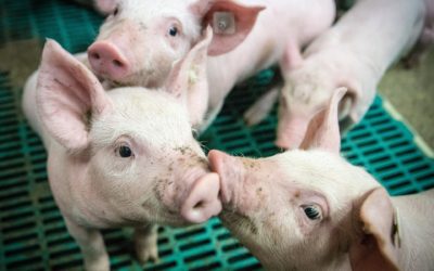 Instalaciones  porcinas : tecnificación  y bienestar animal