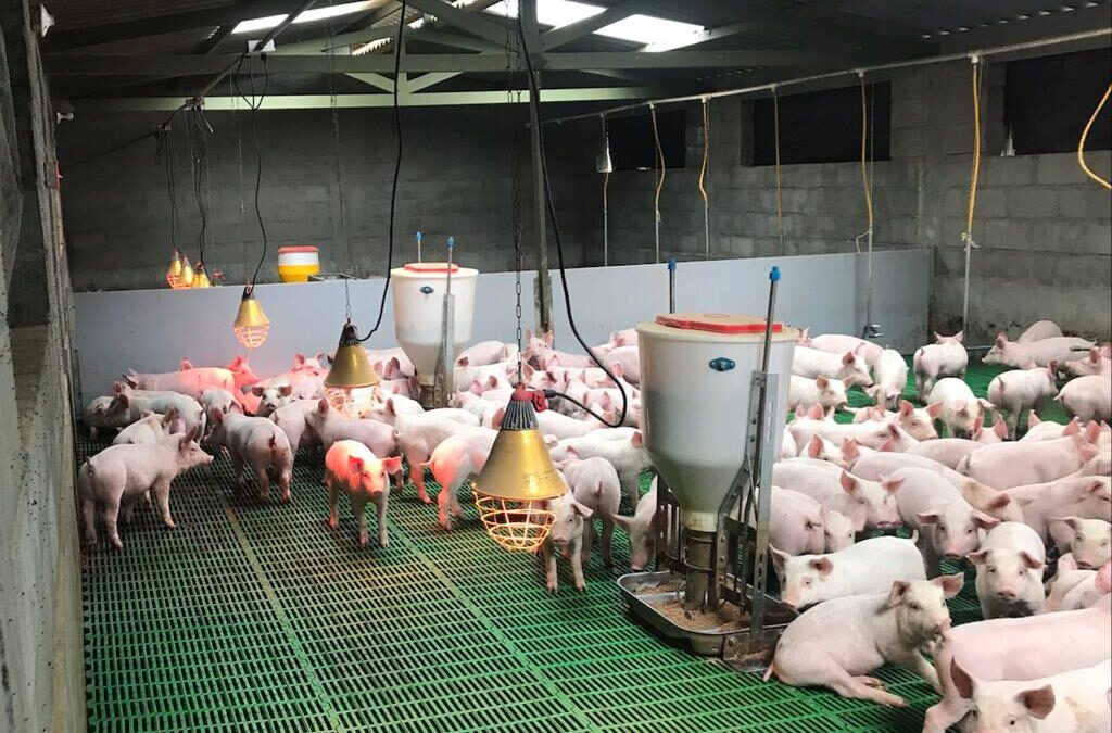 Ventajas de usar comederos automáticos para cerdos