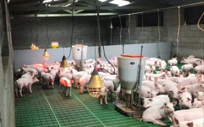 Ventajas de usar comederos automáticos para cerdos