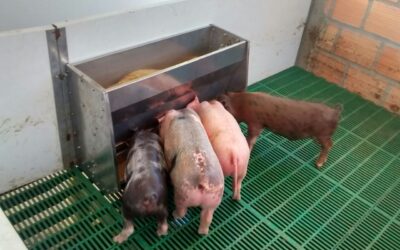 Equipos de buena calidad en la tecnificación de granjas porcinas