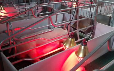 Beneficios de lámparas infrarrojas en la cría tecnificada de cerdos