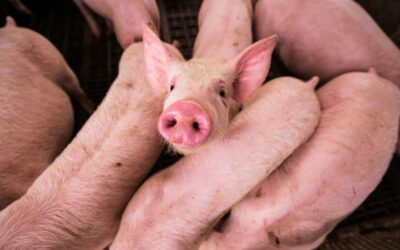 Estrés en cerdos tiene consecuencias y puede  afectar salud, bienestar  y productividad