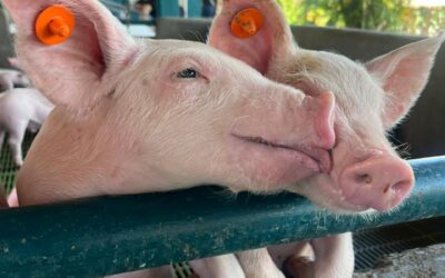 Los cerdos y sus sentidos ¿como podemos mejorar su entorno?
