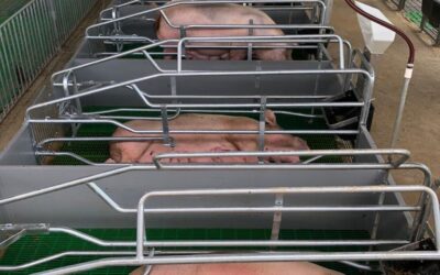 Módulo de Paridera: Conoce Todas sus Partes y su Función en la Producción Porcina