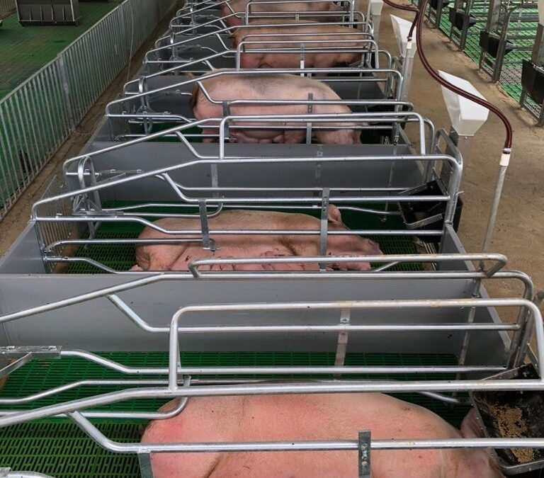 Módulo de Paridera: Conoce Todas sus Partes y su Función en la Producción Porcina