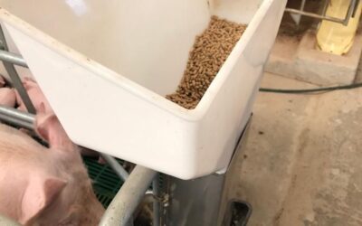 Tolvas automáticas para cerdas: innovación que mejora el manejo en maternidad