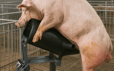 La importancia de los equipos para reproducción porcina