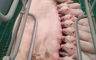 El impacto del piso plástico en la conversión alimenticia