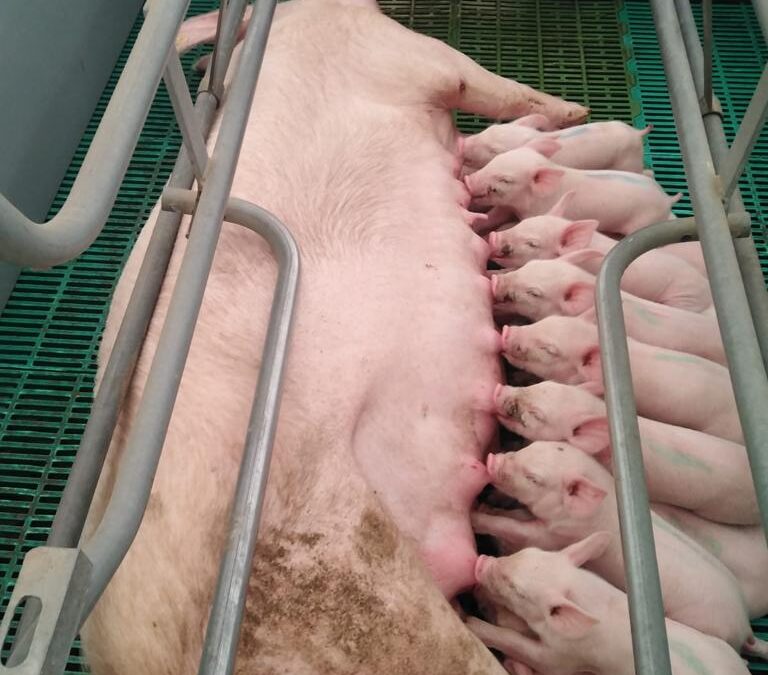 El impacto del piso plástico en la conversión alimenticia