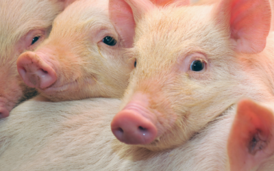 Tendencias en porcicultura para 2026