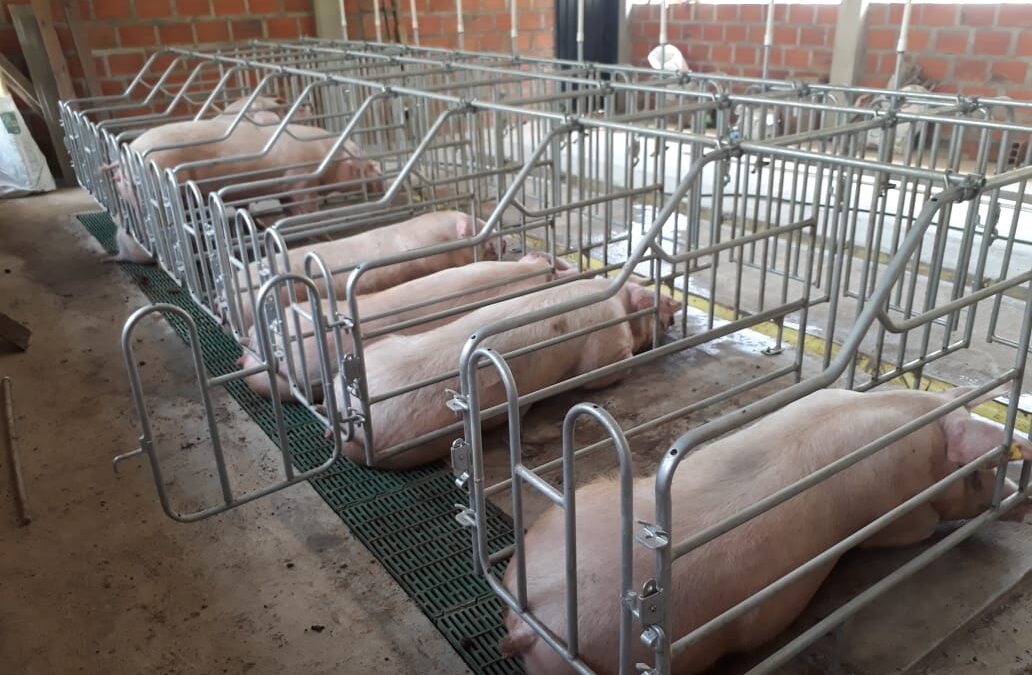 Jaulas de Gestación Porcina | Optimiza tu Granja