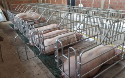Jaulas de Gestación Porcina | Optimiza tu Granja