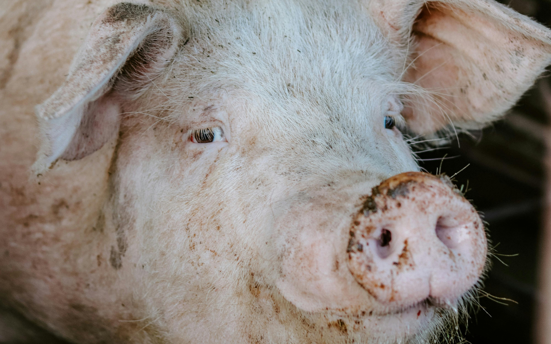 Guía para el cuidado de cerdas en gestación