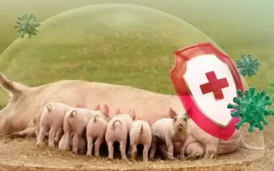 Guía de Bioseguridad Porcina: Cómo blindar su granja contra enfermedades