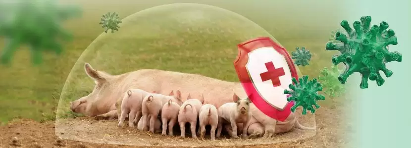 Guía de Bioseguridad Porcina: Cómo blindar su granja contra enfermedades